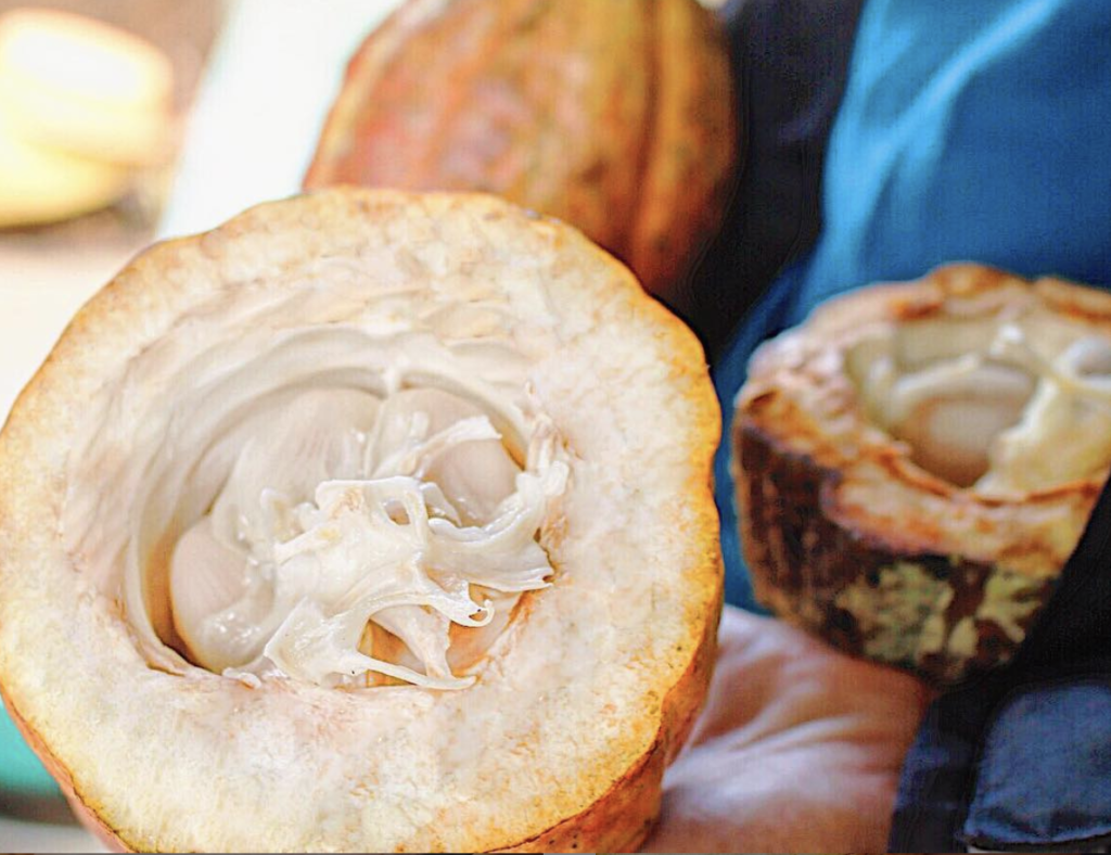 カカオ豆はカカオの実（カカオポット）の中、さらにパルプと呼ばれる柑橘系の香りがする白い粘膜の様なものに覆われています。