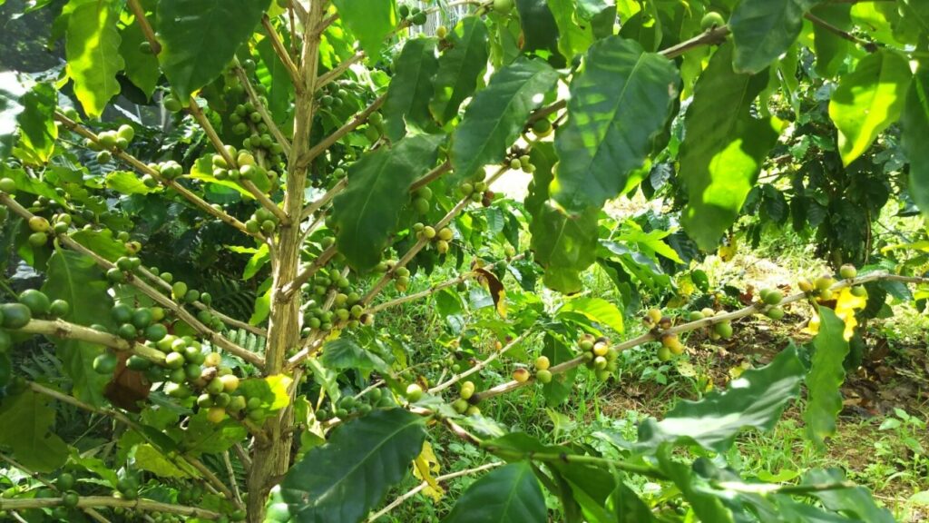 沖縄UDSのコーヒーの木