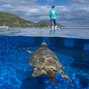 HIWASA_SEA_TURTLE_MUSEUM