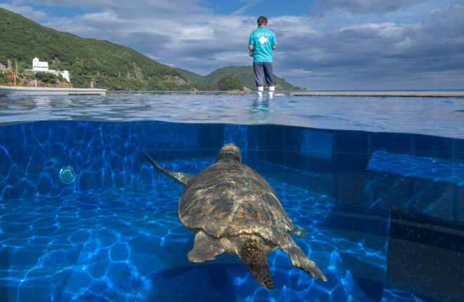 Hiwasa Chelonian Museum Caretta Museum 