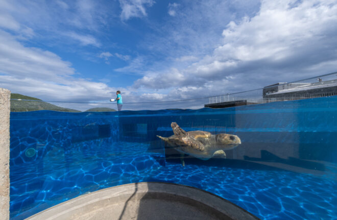 「とくしまユニバーサルデザインによるまちづくり賞」「観光ユニバーサル大賞」– 日和佐うみがめ博物館カレッタが受賞 (ウミガメが自然に近い状態で回遊・休息できる広く深い「大ガメプール」を新設。)